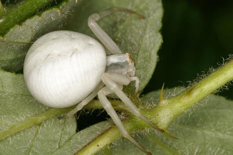 Misumena_vatia_D6150_Z_89_Les Gris_Frankrijk.jpg